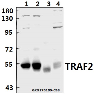 Anti-TRAF2 (S11) Antibody Anti-TRAF2 (S11) Antibody