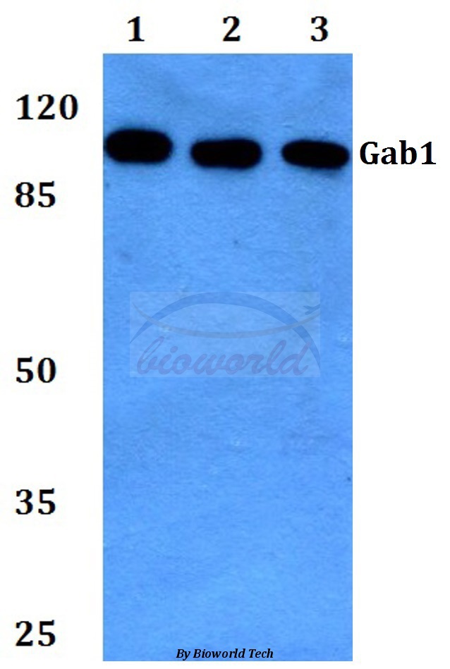 Anti-Gab1 (E655) Antibody