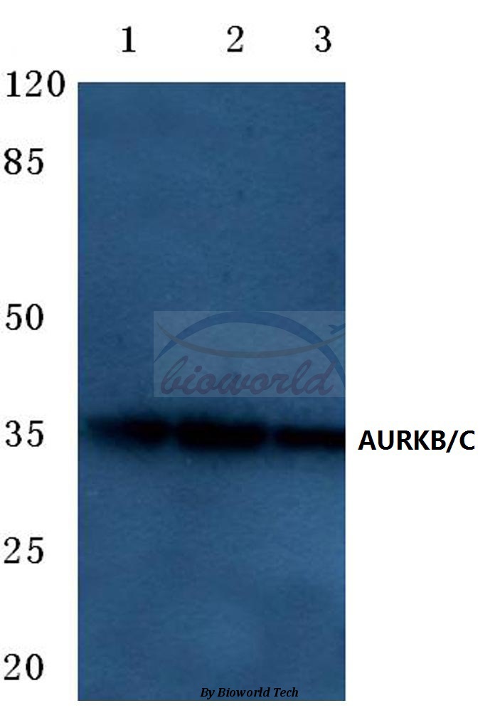 Anti-AURKB/C (K197) Antibody