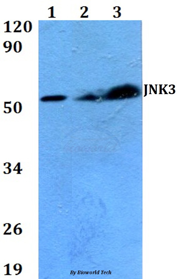 Anti-JNK3 (K391) Antibody