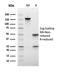 Anti-Lymphocyte Activation Gene 3 Antibody [LAG3/3261] - BSA and Azide free