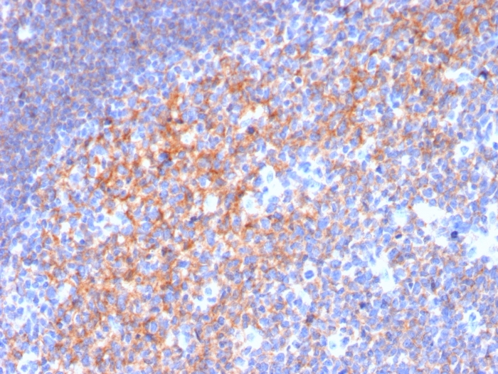 Anti-CD19 Antibody [CD19/3116] - BSA and Azide free