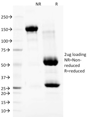 Anti-Nuclear Membrane Antibody [NM97] - BSA and Azide free