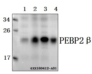 Anti-PEBP2beta (R33) Antibody Anti-PEBP2beta (R33) Antibody