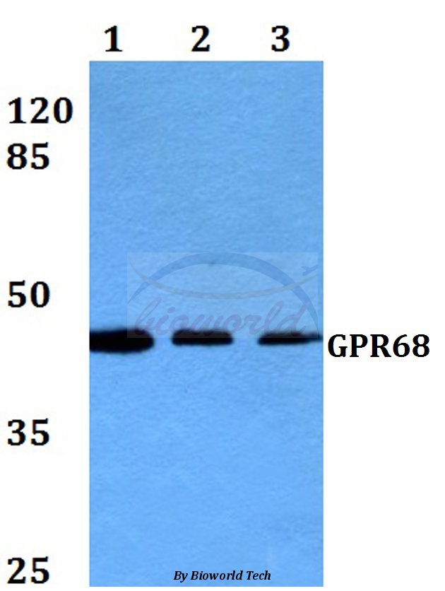Anti-GPR68 (R214) Antibody