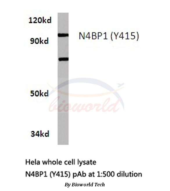 Anti-N4BP1 (Y415) Antibody