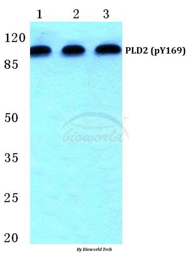 Anti-PLD2 (phospho-Y169) Antibody