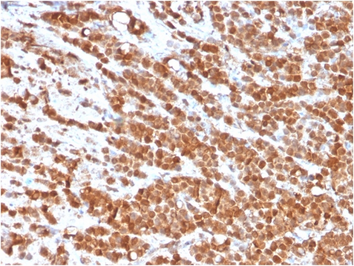 Anti-IL-2 Antibody [IL2/3949] - BSA and Azide free