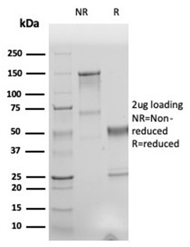 Anti-Human Nuclear Antigen Antibody [r235-1] - BSA and Azide free