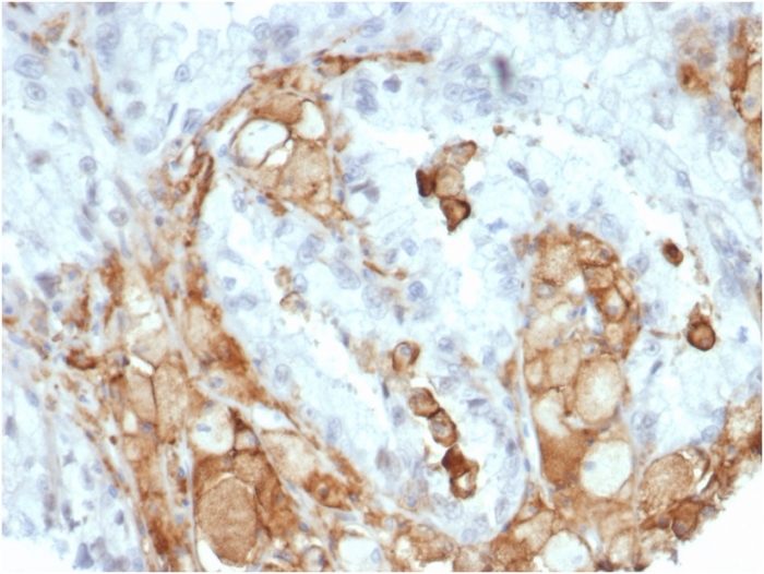 Anti-IL-2 Antibody [IL2/7050R] - BSA and Azide free