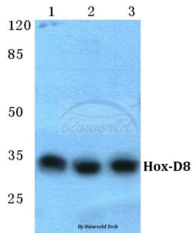 Anti-Hox-D8 Antibody