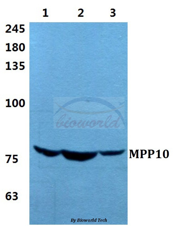 Anti-MPP10 Antibody