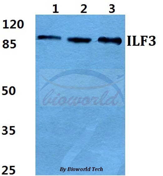 Anti-ILF3 Antibody