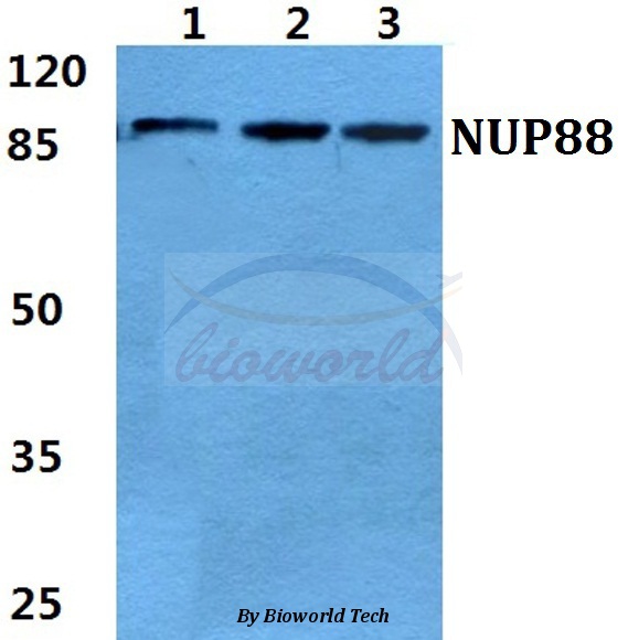 Anti-NUP88 Antibody