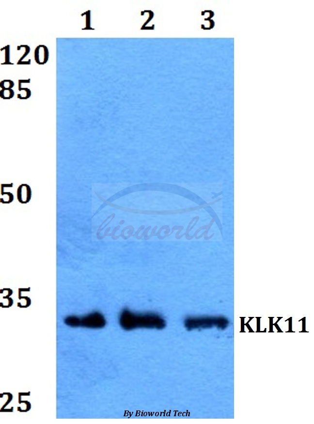 Anti-KLK11 Antibody