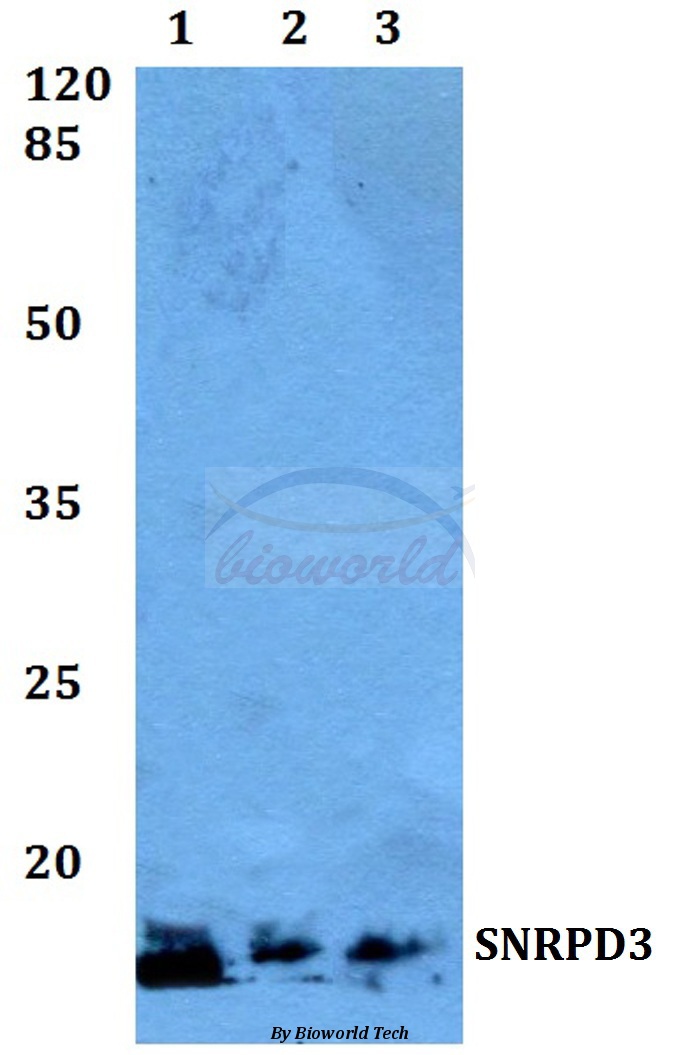Anti-SNRPD3 Antibody