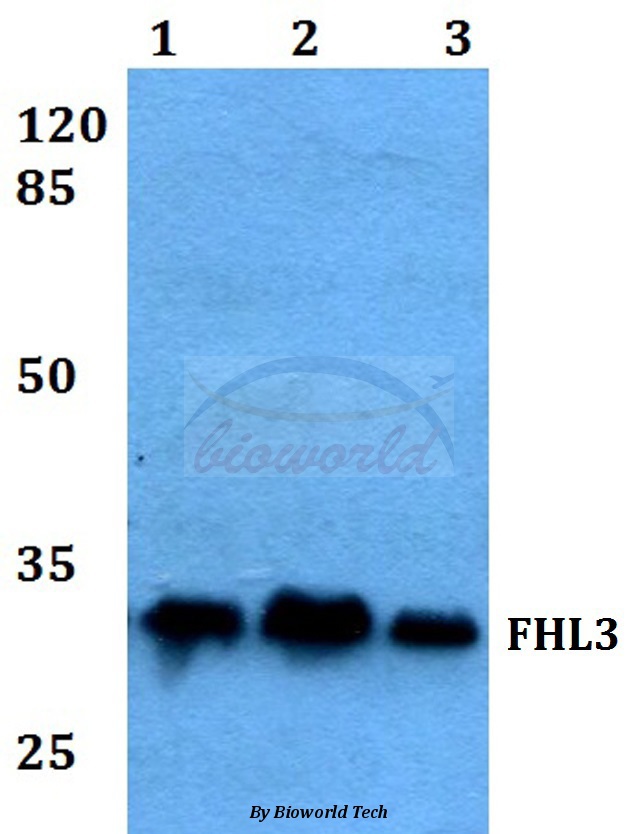 Anti-FHL3 Antibody
