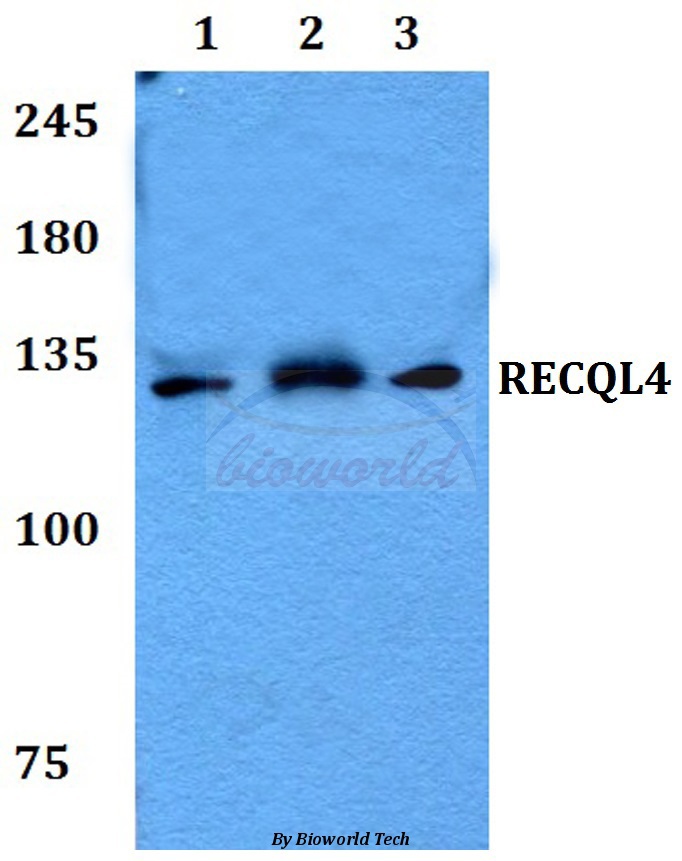 Anti-RECQL4 Antibody