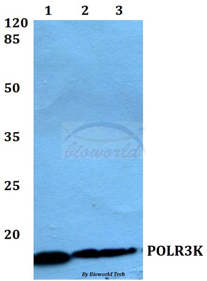 Anti-POLR3K Antibody