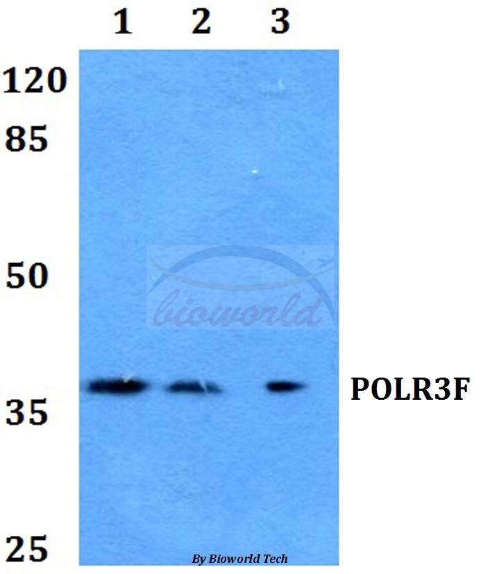 Anti-POLR3F Antibody