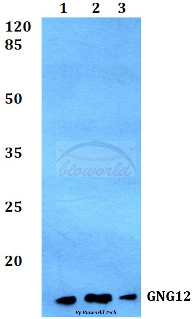 Anti-GNG12 Antibody