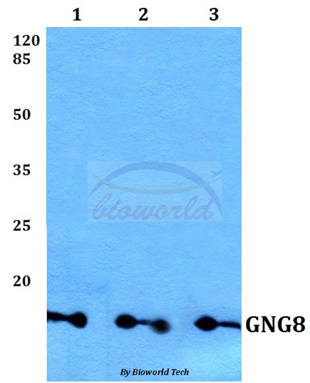 Anti-GNG8 Antibody