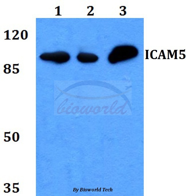 Anti-ICAM-5 Antibody