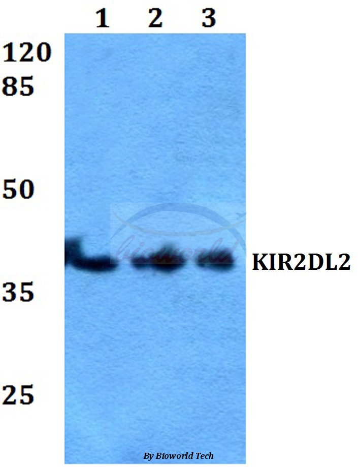 Anti-KIR2DL2 Antibody