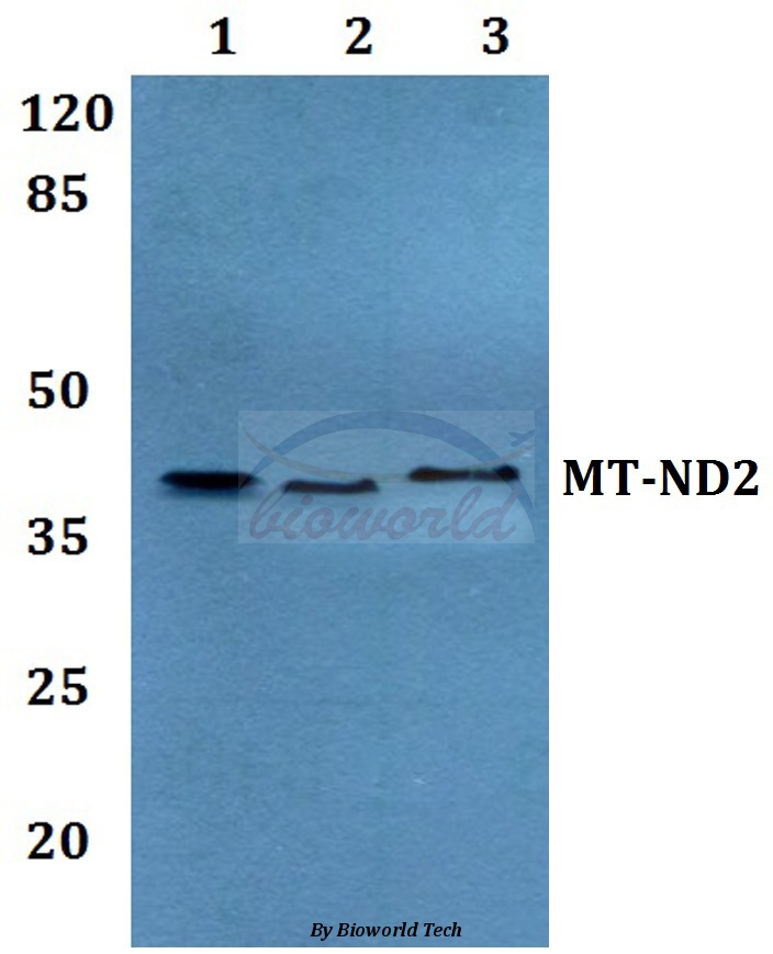 Anti-MT-ND2 Antibody