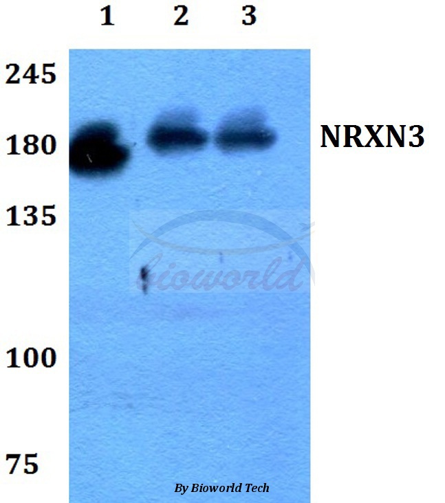 Anti-NRXN3 Antibody