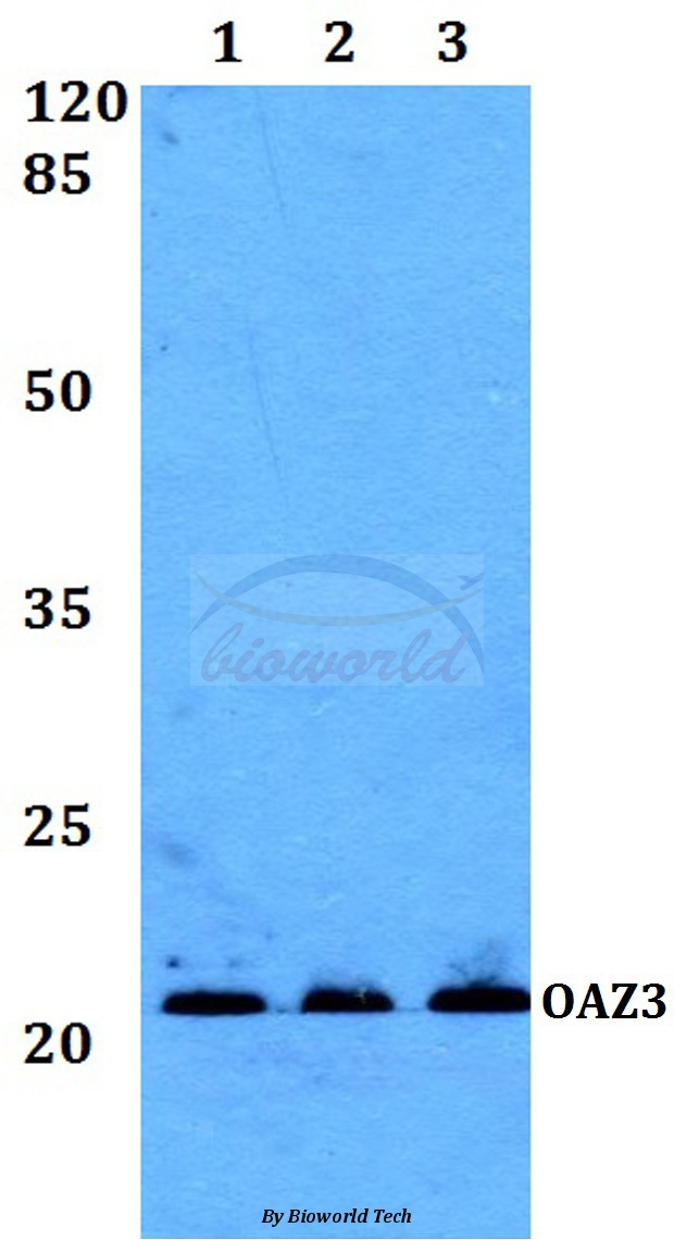 Anti-OAZ3 Antibody