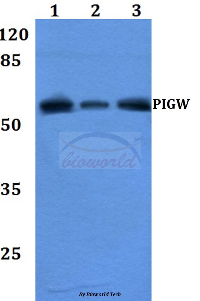 Anti-PIGW Antibody
