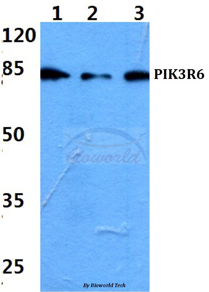 Anti-PIK3R6 Antibody