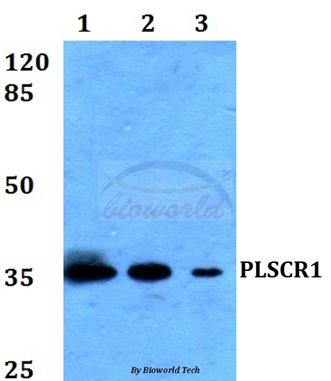 Anti-PLSCR1 Antibody