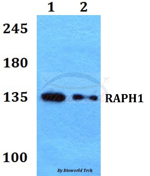 Anti-RAPH1 Antibody