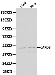 Anti-CARD8 Antibody