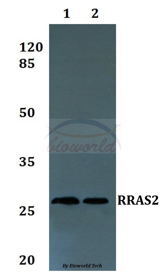Anti-RRAS2 Antibody