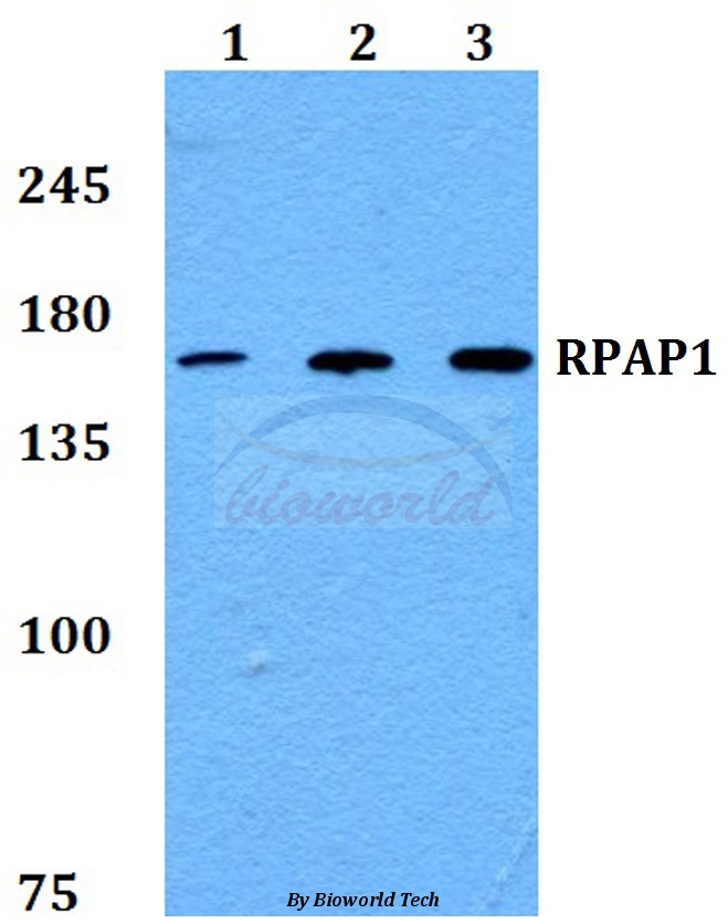 Anti-RPAP1 Antibody