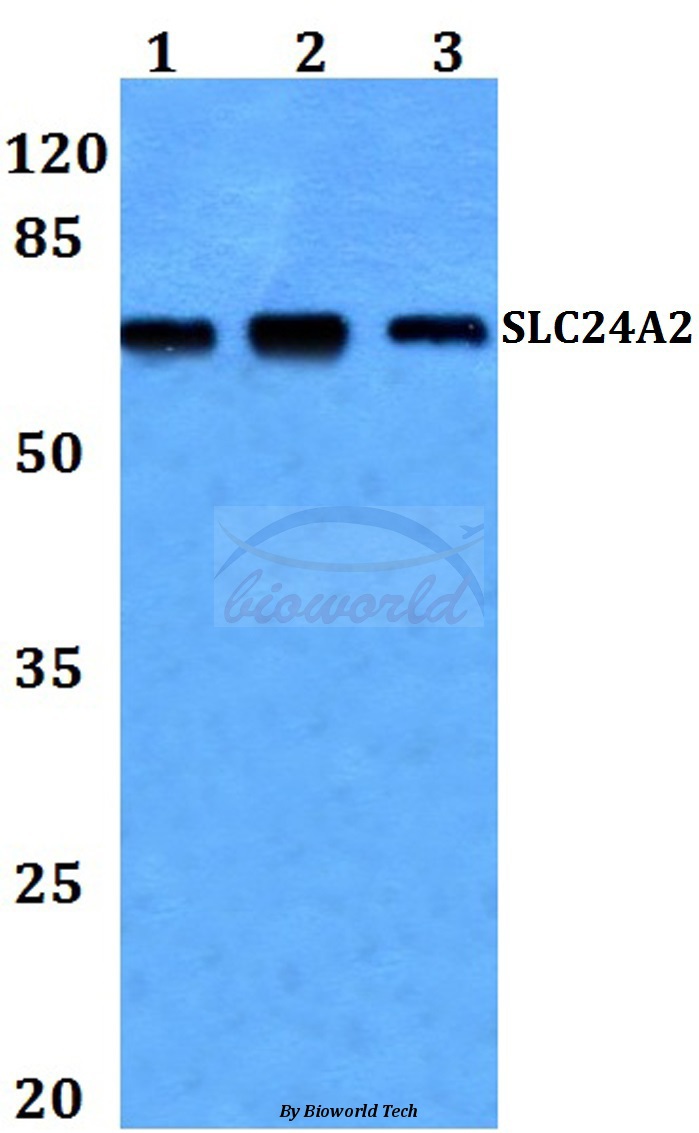 Anti-SLC24A2 Antibody
