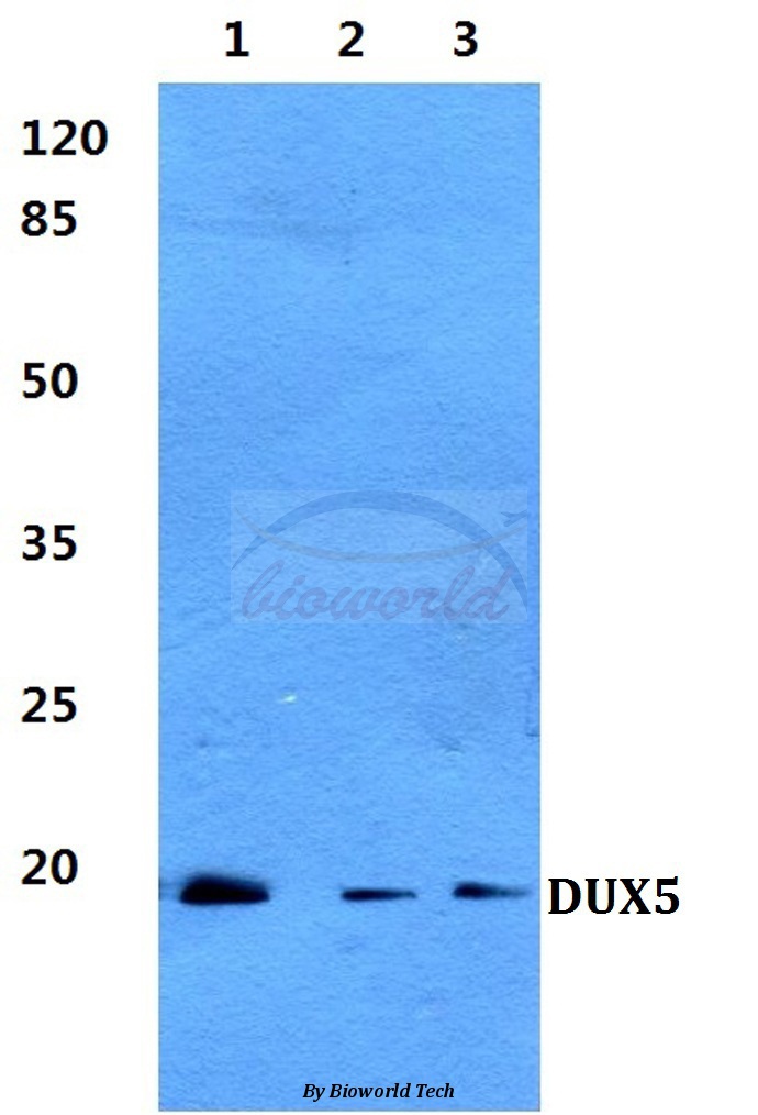 Anti-DUX5 Antibody