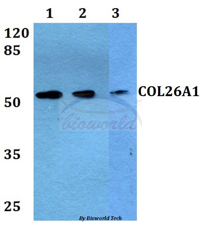 Anti-COL26A1 Antibody