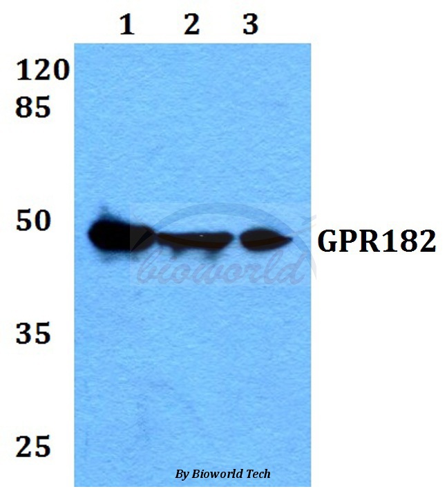 Anti-GPR182 Antibody