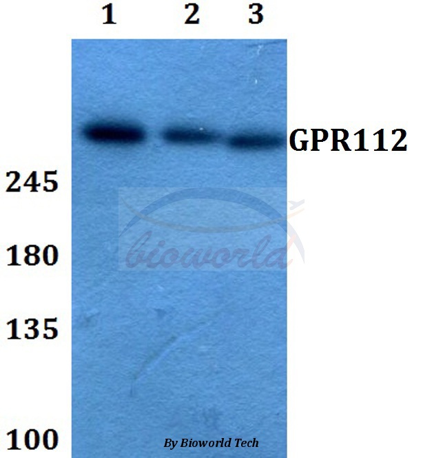 Anti-GPR112 Antibody