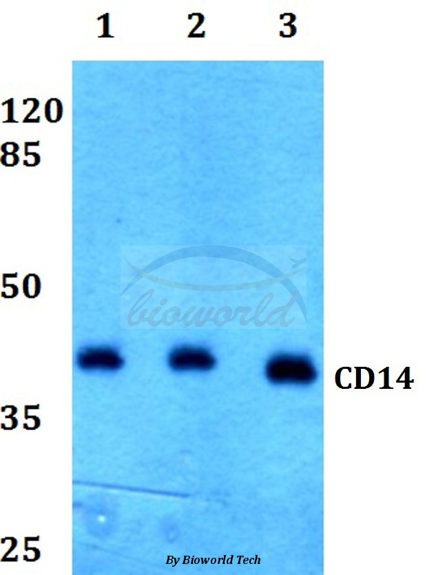 Anti-CD14 Antibody
