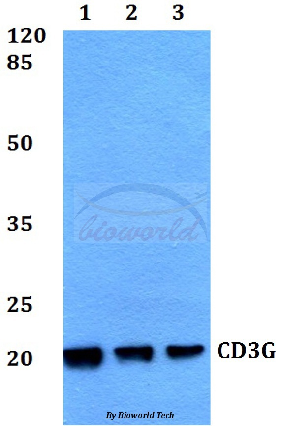 Anti-CD3G Antibody