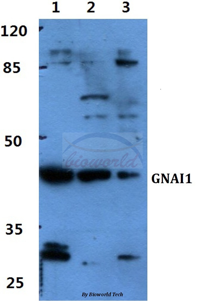 Anti-GNAI1 Antibody