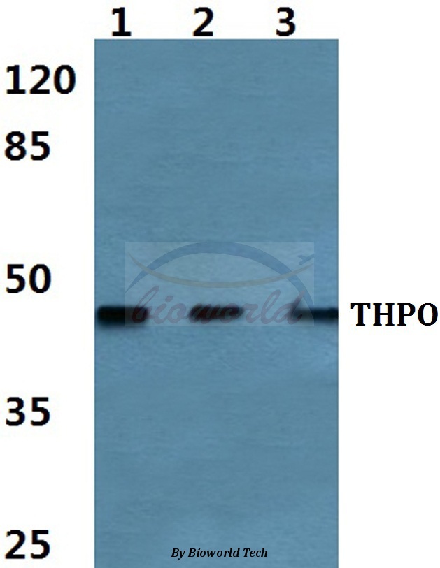 Anti-Thrombopoietin Antibody