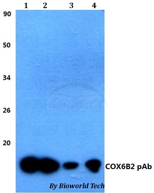Anti-COX6B2 Antibody