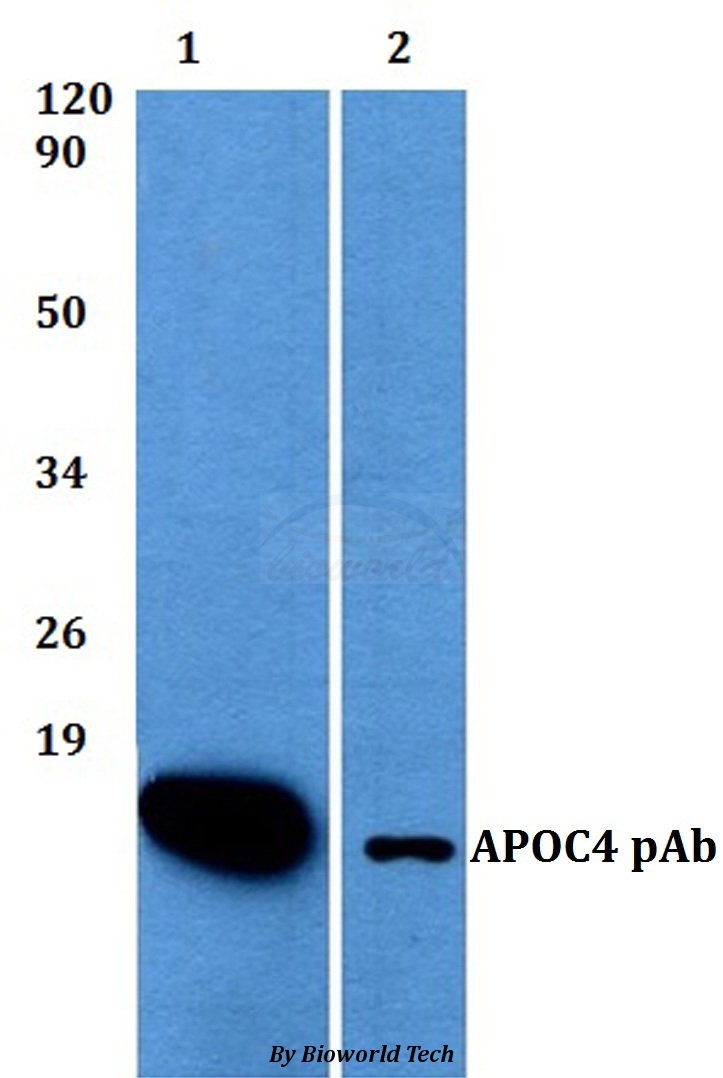 Anti-APOC4 Antibody