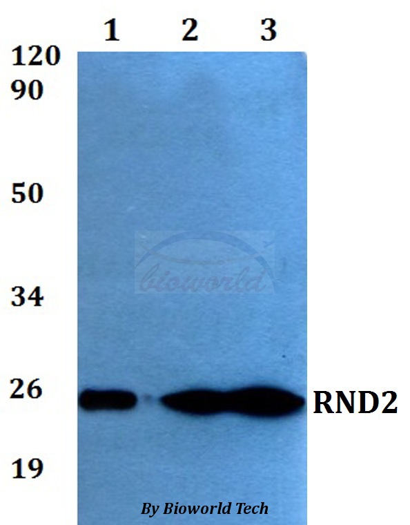 Anti-RND2 Antibody